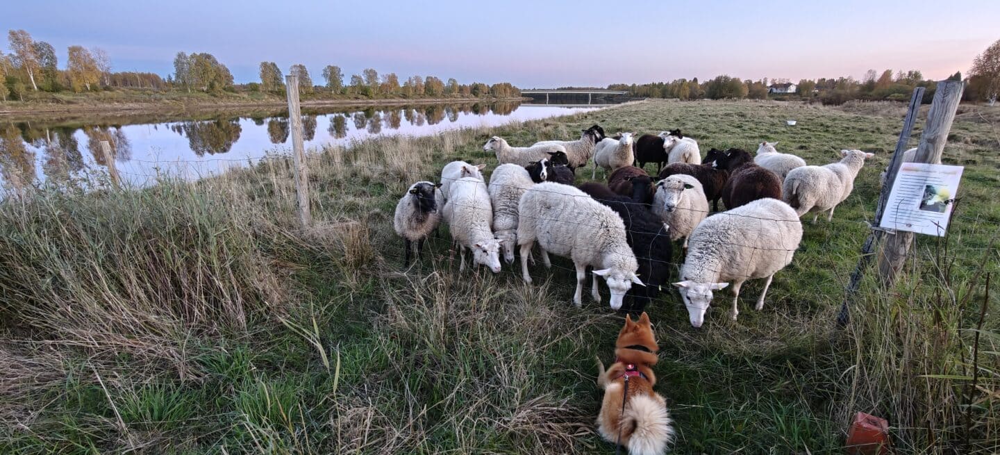 Lammaslaitumella Kitisen rannassa